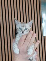 Bengaal kittens met stamboom, Dieren en Toebehoren, Katten en Kittens | Raskatten | Korthaar, Meerdere dieren, Met stamboom