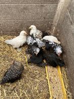 Te koop sabelpoot kriel kippen, Dieren en Toebehoren, Pluimvee, Vrouwelijk, Kip