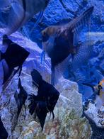 Bewezen maanvis koppel, Dieren en Toebehoren, Vissen | Aquariumvissen, Vis