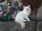 Raszuivere Ragdoll kittens Blue / Chocolat 💙🩷🩷, Meerdere dieren, Gechipt, 0 tot 2 jaar