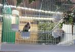 Vogels te koop, Dieren en Toebehoren, Vogels | Overige Vogels, Meerdere dieren, Wildzangvogel, Geringd