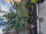 Ruilen mooie kersenboom met veel kersen, Ophalen, Volle zon, Overige soorten, Minder dan 100 cm