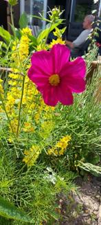 Cosmea Pinky, Tuin en Terras, Bloembollen en Zaden, Ophalen of Verzenden, Voorjaar, Volle zon, Zaad