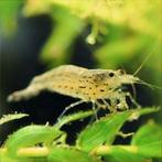 Caridina multidentata japonica garnaal algenetende garnaal, Dieren en Toebehoren, Kreeft, Krab of Garnaal, Schoolvis