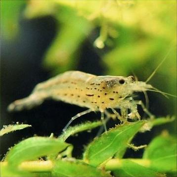 Caridina multidentata japonica garnaal algenetende garnaal beschikbaar voor biedingen