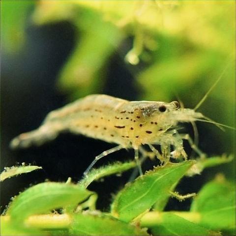 Caridina multidentata japonica garnaal algenetende garnaal, Dieren en Toebehoren, Vissen | Aquariumvissen, Kreeft, Krab of Garnaal