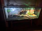 Baardagaam Terrarium, Dieren en Toebehoren, Hagedis, Tam, 3 tot 6 jaar