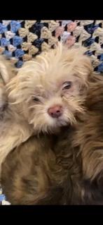 Malteser shih tzu/pekinees pupjes, Particulier, Rabiës (hondsdolheid), 15 weken tot 1 jaar, Overige rassen