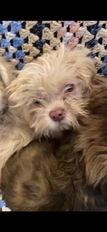Malteser shih tzu/pekinees pupjes beschikbaar voor biedingen