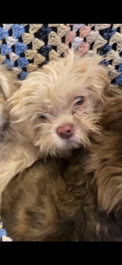 Malteser shih tzu/pekinees pupjes, Dieren en Toebehoren, Honden | Chihuahua's en Gezelschapshonden, Meerdere dieren, Overige rassen