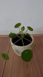 Stekje zonder pot, Ophalen, Overige soorten, Minder dan 100 cm