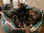 Prachtige Black tabby marbled Bengalen kittens, Meerdere dieren, Gechipt, 0 tot 2 jaar