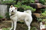 Japanse Akita Inu puppys, Dieren en Toebehoren, België, Particulier, Rabiës (hondsdolheid), 8 tot 15 weken