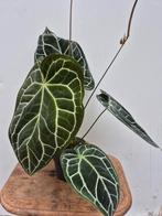 Anthurium Crystallinum Hybriden p17 (3), Huis en Inrichting, Kamerplanten, Ophalen of Verzenden, Halfschaduw, Minder dan 100 cm