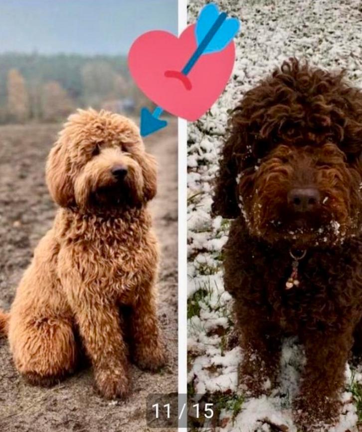 Labradoodler pups., Dieren en Toebehoren, Honden | Retrievers, Spaniëls en Waterhonden, Reu, Overige rassen, Particulier, Eén hond