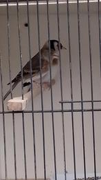 Putter x kanarie, Geslacht onbekend, Bastaard