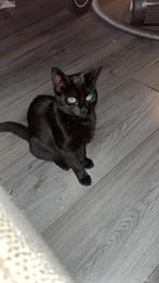 Super lieve poes zoekt een 5 sterren huisje, Kater