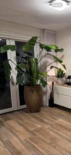 Strelitzia Nicolai 230cm zoekt liefdevol huis, Huis en Inrichting, Kamerplanten, Ophalen of Verzenden, Halfschaduw