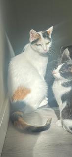 Gecastreerde Poes, Dieren en Toebehoren, Katten en Kittens | Overige Katten, Poes