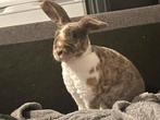 Konijn zoekt liefdevol huisje, Dieren en Toebehoren, Konijnen, Mannelijk, Dwerg, Hangoor, 0 tot 2 jaar
