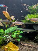Devario aequipinnatus, Vis