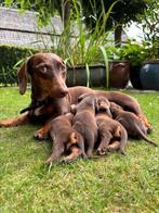 Te koop: mooie choco tan dwergteckel pups., Dieren en Toebehoren, Honden | Teckels en Dashonden, 8 tot 15 weken, Korthaar, Dwerg