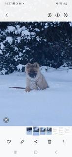 Hond, 15 weken tot 1 jaar, Overige rassen, CDV (hondenziekte), Teef