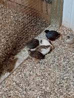Te koop koppels Chinezen dwergkwartels, Meerdere dieren