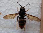 Aziatische hoornaar (vespa velutina) geprepareerd, Ophalen of Verzenden, Nieuw, Insect, Opgezet dier