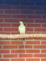Halsband parkieten, Dieren en Toebehoren, Vogels | Parkieten en Papegaaien, Meerdere dieren, Parkiet, Geringd