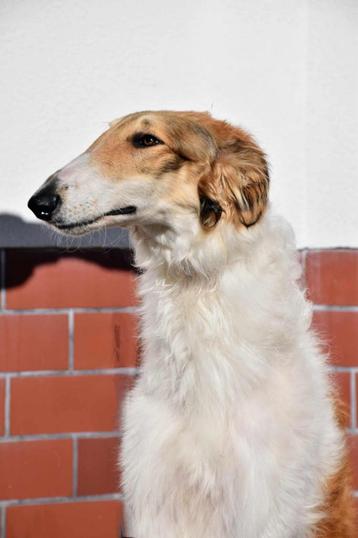 Russische Borzoi windhond beschikbaar voor biedingen