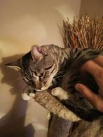 Kitten kruising Korthaar en Bengaal zoeken personeel, Dieren en Toebehoren, Katten en Kittens | Raskatten | Korthaar, Meerdere dieren