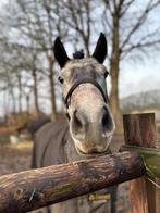 Lieve en kwaliteitsvolle Connemara pony (E maat), Met stamboom, 3 tot 6 jaar, Onbeleerd, Merrie