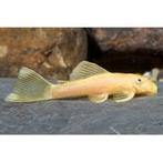 jonge L144 bleu eye Ancistrus dolichopterus gold, Dieren en Toebehoren, Vis, Zoetwatervis