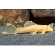 jonge L144 bleu eye Ancistrus dolichopterus gold, Dieren en Toebehoren, Vissen | Aquariumvissen, Zoetwatervis, Vis