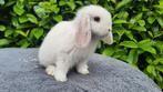 Koppeltje jonge hangoor konijntjes, Dieren en Toebehoren, Konijnen, Meerdere dieren, Dwerg, Hangoor, 0 tot 2 jaar