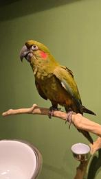 Leuke Roodoor Ara, Dieren en Toebehoren, Vogels | Parkieten en Papegaaien, Meerdere dieren, Papegaai, Geringd