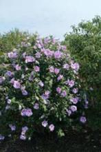 Te koop: jong hibiscus struikje, Volle zon, Vaste plant, Zomer, Ophalen