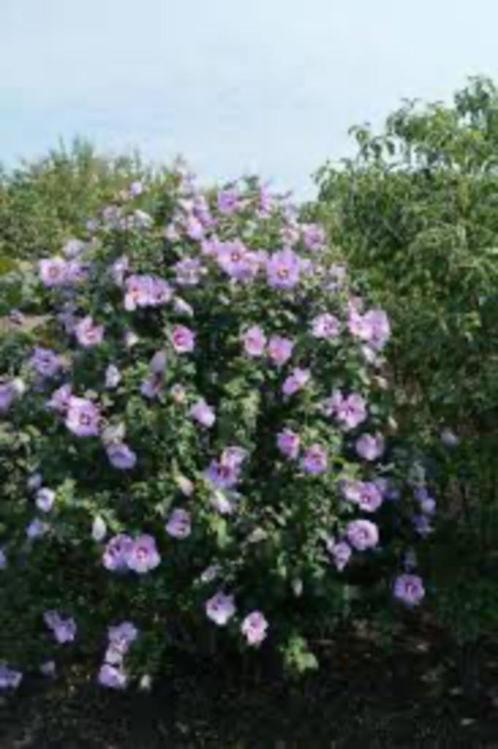Te koop: jong hibiscus struikje, Tuin en Terras, Planten | Tuinplanten, Vaste plant, Overige soorten, Volle zon, Zomer, Ophalen
