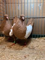 Nederlandse Hoogvliegers Vliegtype, Meerdere dieren, Postduif