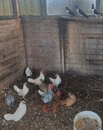 Div. soorten ras kippen+Krielkippen+Hennen, zie advertentie!, Dieren en Toebehoren, Pluimvee, Meerdere dieren, Kip