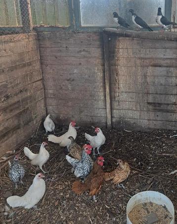 Div. soorten ras kippen+Krielkippen+Hennen, zie advertentie! beschikbaar voor biedingen
