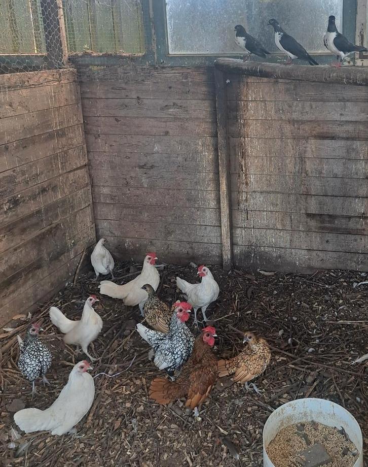 Div. soorten ras kippen+Krielkippen+Hennen, zie advertentie!, Dieren en Toebehoren, Pluimvee, Kip, Meerdere dieren