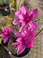 Magnolia 'Livingstone' Beverboom zeer mooi!!!! 250-275 cm h., Overige soorten, Struik, Ophalen, 100 tot 250 cm