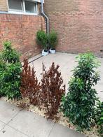 Tuintegels / Keramische tegels, Tuin en Terras, Ophalen, Keramiek, Zo goed als nieuw, 10 m² of meer