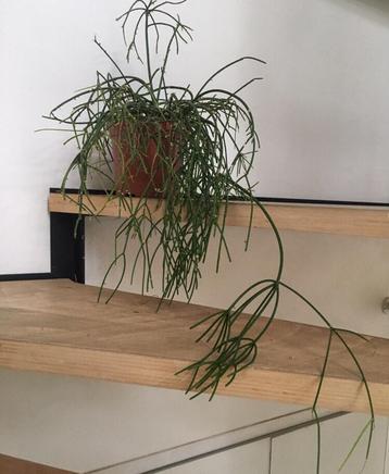 Mooie lange hangende biologische koraalcactus Rhipsalis beschikbaar voor biedingen