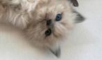 Opzoek naar deze soort en kleur kitten, Dieren en Toebehoren, Katten en Kittens | Raskatten | Langhaar, Poes, Ontwormd