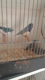 Blauwe gouldamadines geringd, Meerdere dieren, Geringd