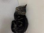 Kittens te koop, Dieren en Toebehoren, Katten en Kittens | Overige Katten, Kater, 0 tot 2 jaar