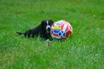 Te koop, prachtige, sociale Labrador x Border collie pups., Dieren en Toebehoren, CDV (hondenziekte), 8 tot 15 weken, Labrador retriever